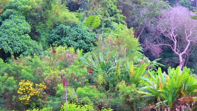 Thailand background tropical green mountain jungle forest rainforest trees plants.