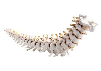 Curved spine bones structure, viewed from the side against a black background