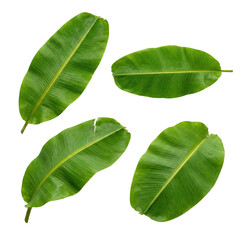 Obraz premium 白い背景に分離された、鮮やかな緑色のバナナの葉が異なる角度で配置された4枚のセット。熱帯植物のテクスチャが特徴的で、ウェブサイトやプレゼンテーションの背景素材に最適です。