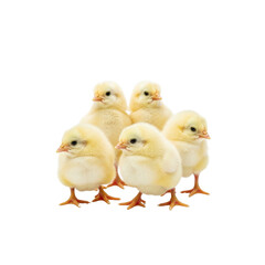Five fluffy yellow chicks On Transparent Background