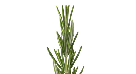 Obraz premium 白背景に若い松の苗木の上部クローズアップ写真 針葉の緑 テキストスペース付き for バナーやポスター