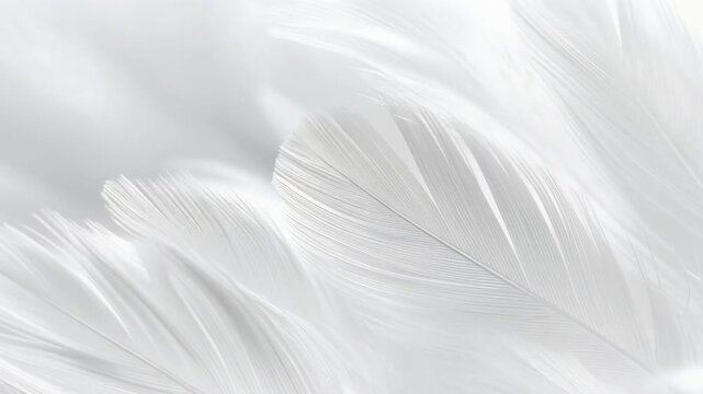 白い羽根が重なり合い柔らかな空気感を演出する抽象的背景ビジュアル