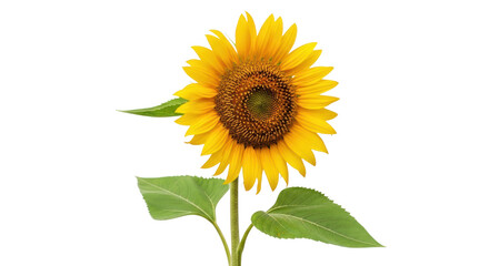 Fototapeta premium Vibrant sunflower blossom detailed macro showing leaves isolated on transparent background