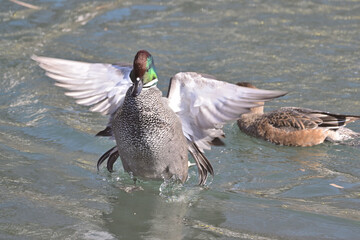 川で羽ばたくヨシガモ