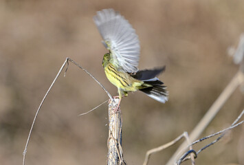 枯草から飛び立つアオジ