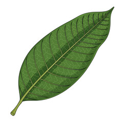 Obraz premium A detailed illustration of a single green leaf with prominent veins.