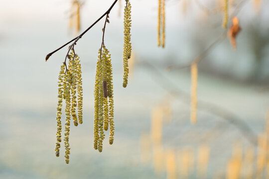 Longs chatons jaunes d'un noisetier commun (Corylus avellana), sur fond bleu clair d'un champ givr&eacute;, par temps ensoleill&eacute;