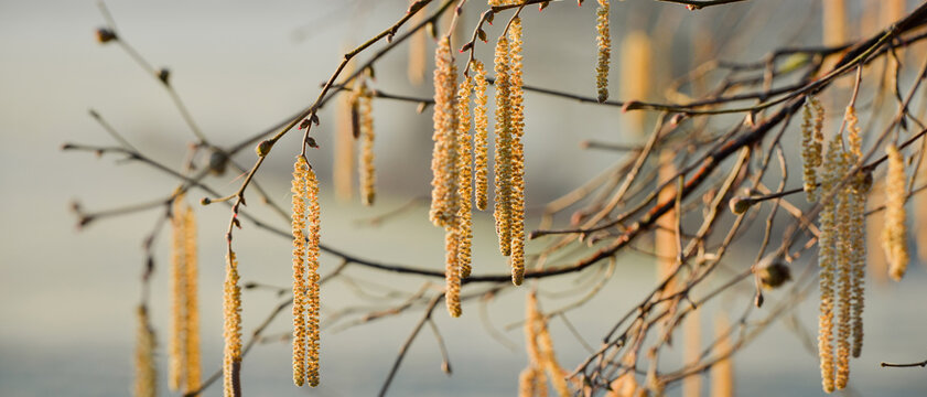 Longs chatons jaunes d'un noisetier commun (Corylus avellana), sur fond de champ givr&eacute;, par temps ensoleill&eacute;, format banni&egrave;re