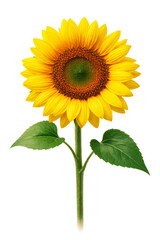 Obraz premium detailed sunflower photograph highlighting its vivid yellow petals and intricate center; perfect for adding a touch of nature to blogs and social media posts.