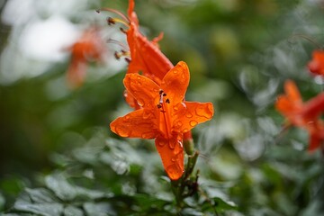 Cape honeysuckle, or Tecoma capensis wet orange flower, after the rain
