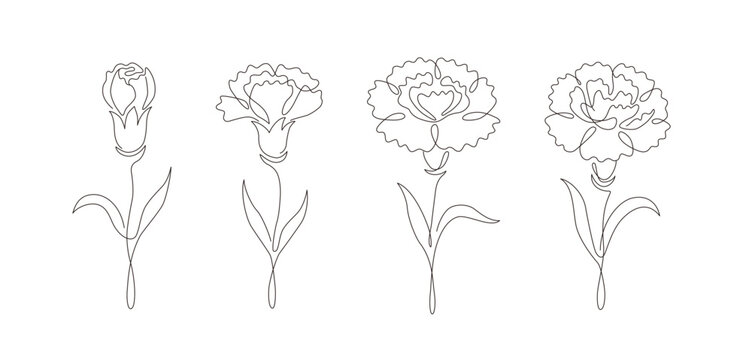 Carnation flower continuous line drawing set. Bud to full bloom collection with editable stroke.
