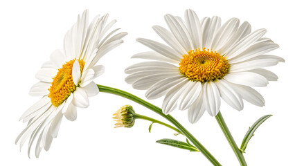 Fototapeta premium White daisies with yellow centers close-up fresh blooming nature floral beauty spring