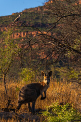 Kangaroo in the Wild with Wilpena Pound at Flinders Ranges, South Australia Backdrop