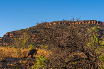 Kangaroo in the Wild with Wilpena Pound at Flinders Ranges, South Australia Backdrop
