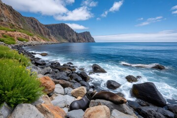 Obraz premium California sea lions resting on rocky ocean coastline