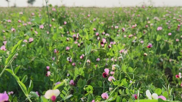 camera glide across dense pea plants with pink, white, and deep maroon flowers, showing climbing vines, tendrils, and layered green foliage spreading across farmland.