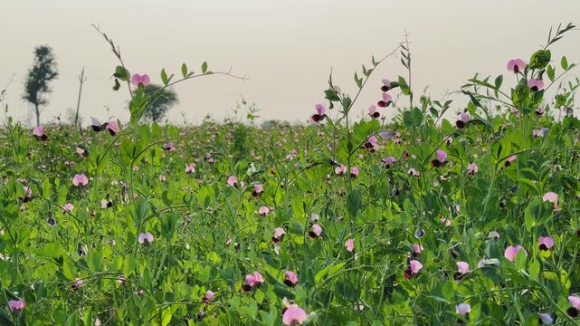 Static view of flowering Blue-podded Capucijner Pea gently swaying in a light breeze, with green foliage and pink, white, and maroon blossoms filling the frame under soft daylight.