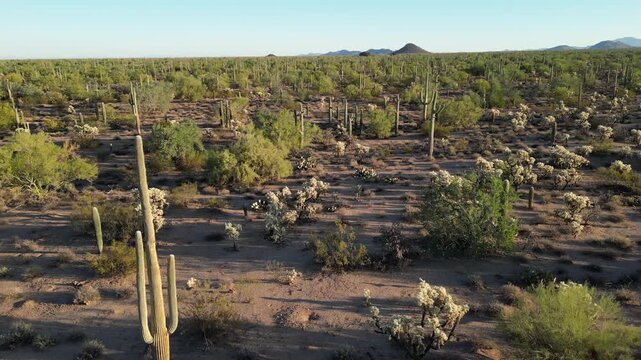 Pulling away close to saguaro cacti to reveal a wider desert vista with dense vegetation, distant mountains, and strong early morning light. Fast drone shot flying backward and slightly upward.