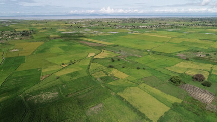 Vibrant Agricultural Pattern of Rice Plantations from Bird's Eye View