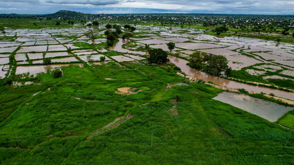 Vibrant Agricultural Pattern of Rice Plantations from Bird's Eye View