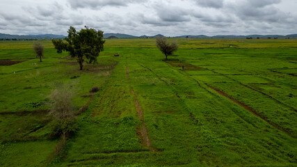 Vibrant Agricultural Pattern of Rice Plantations from Bird's Eye View