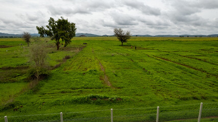 Vibrant Agricultural Pattern of Rice Plantations from Bird's Eye View