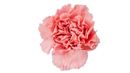 ピンクカーネーションの花 マクロ撮影 背景透過素材