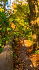 Autumnal forest path with wooden railing