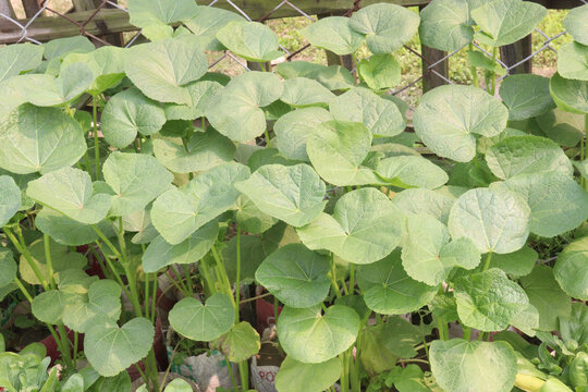 Malva parviflora or Cheeseweed farm