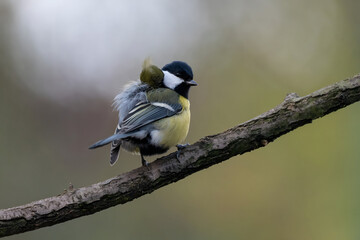 Two great tits perched on a branch in a natural setting © Cavan