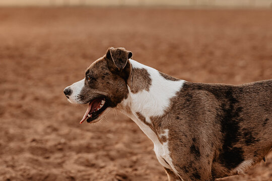 Brown and White Catahoula Dog
