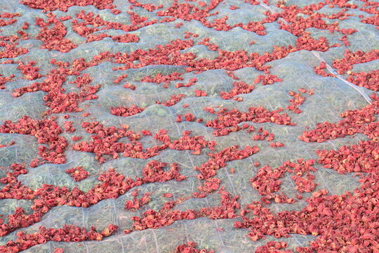 roselle stock on shop for sell are cash crops