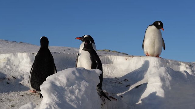 Gentoo penguins walking in Antarctica on a sunny day