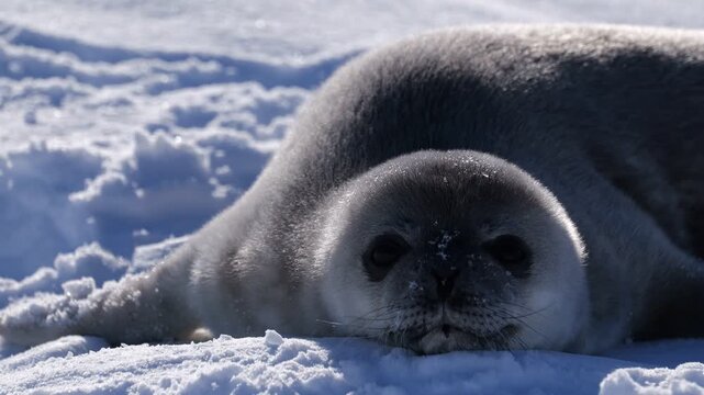 Weddell seal mother and pup resting on Antarctic ice on a sunny day