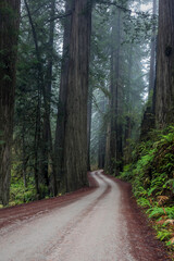 Obraz premium Misty Redwood Forest Road Curving Through Giant Trees Along a Qu