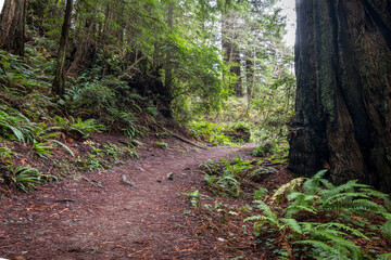 Obraz premium Forest Trail Through Dense Ferns and Old Trees — Serene Path i