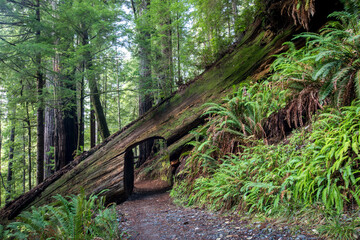 Obraz premium Tranquil Forest Path Under A Fallen Log Arch On A Lush Fern-Domi