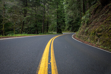 Fototapeta premium Winding Forest Road With Double Yellow Lines Curving Through Den