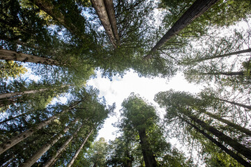 Looking Up Through a Towering Forest Canopy to a Bright Sky Abov
