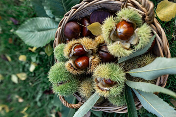 family gathering chestnuts in an autumn garden. Harvesting