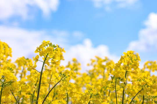 北海道安平町、澄み渡る青空のもと風にそよぐ菜の花【5月】