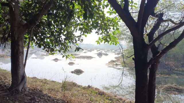 A view of water body in a bird sanctuary having trees in the foreground in a foggy day during winters