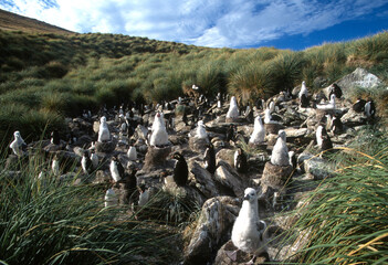 Western rockhopper penguin,  Eudyptes chrysocome, and black-browed albatross colony, on the Falkland Islands. Black-browed albatross, Thalassarche melanophrys, is Near Threatened with extinction © Çağan Şekercioğlu