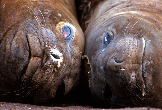 Southern elephant seals, Mirounga leonina, on South Georgia Island