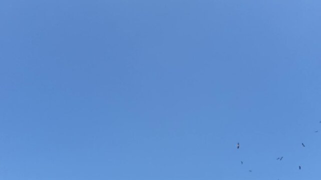 Birds flying in the blue sky in a foggy day during winters