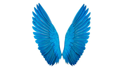 Obraz premium Large bright blue bird wings on a transparent background