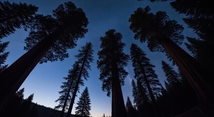 Majestic redwood trees silhouetted against starry night sky in tranquil forest landscape