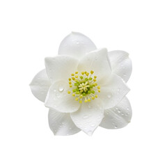 Fototapeta premium White hellebore flower with water drops