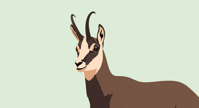Close up of a chamois goat with curved horns against a light green background