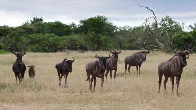  a herd of blue wildebeest, alarming, snorting for a predator.